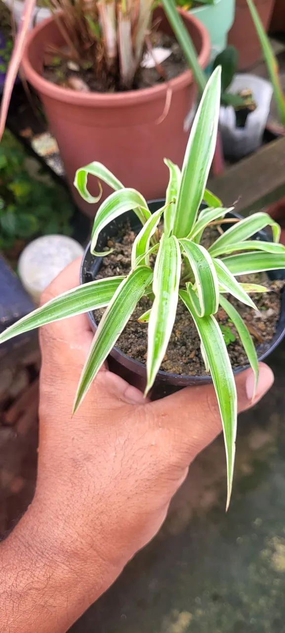 Lindas mudas de plantas  - Foto 3
