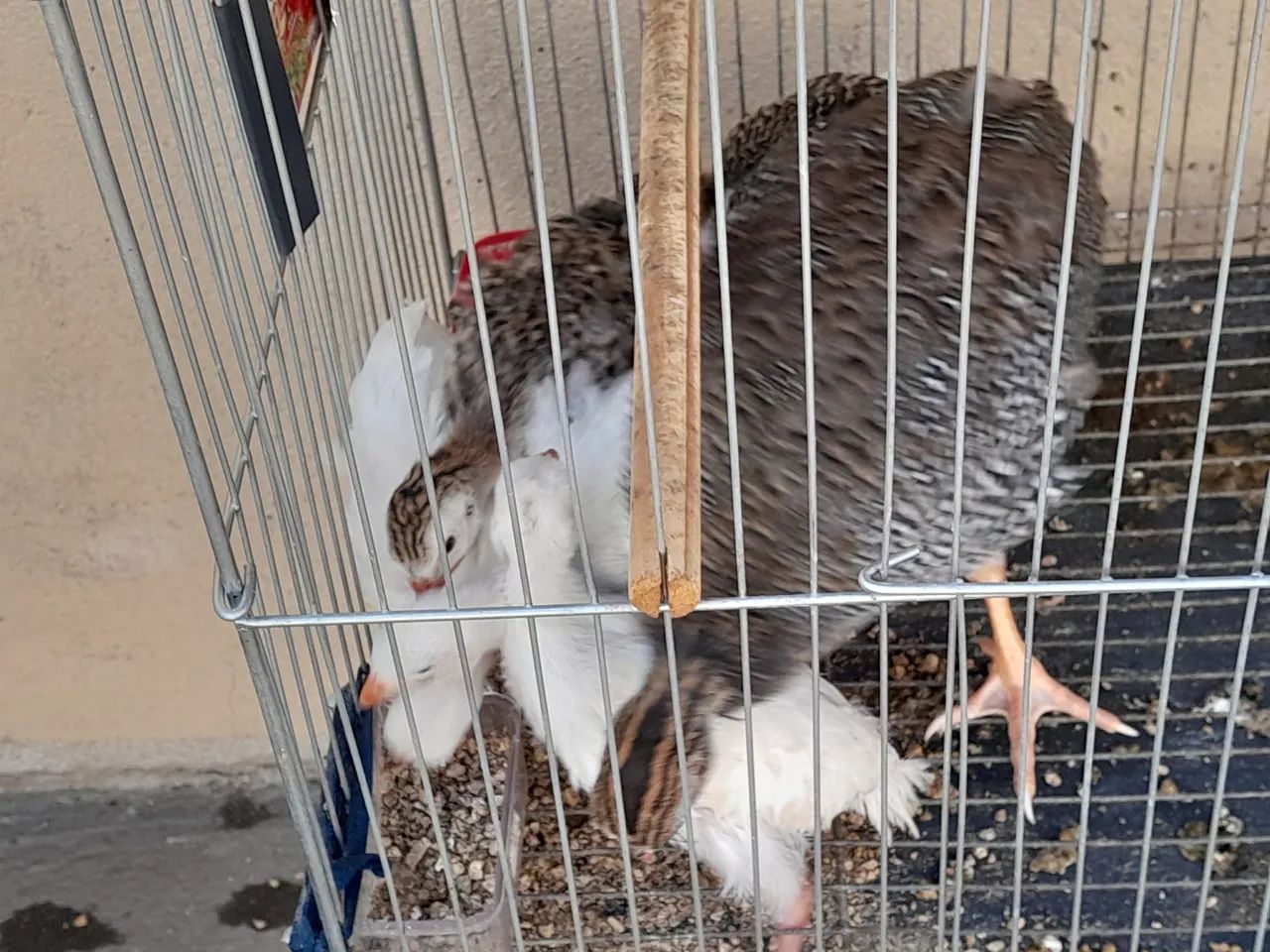 Franguinhos de Angola. - Foto 2