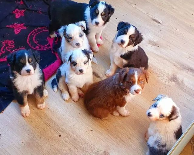 Border Collie  - Foto 2