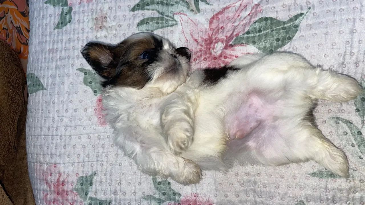 Pet - Foto 5