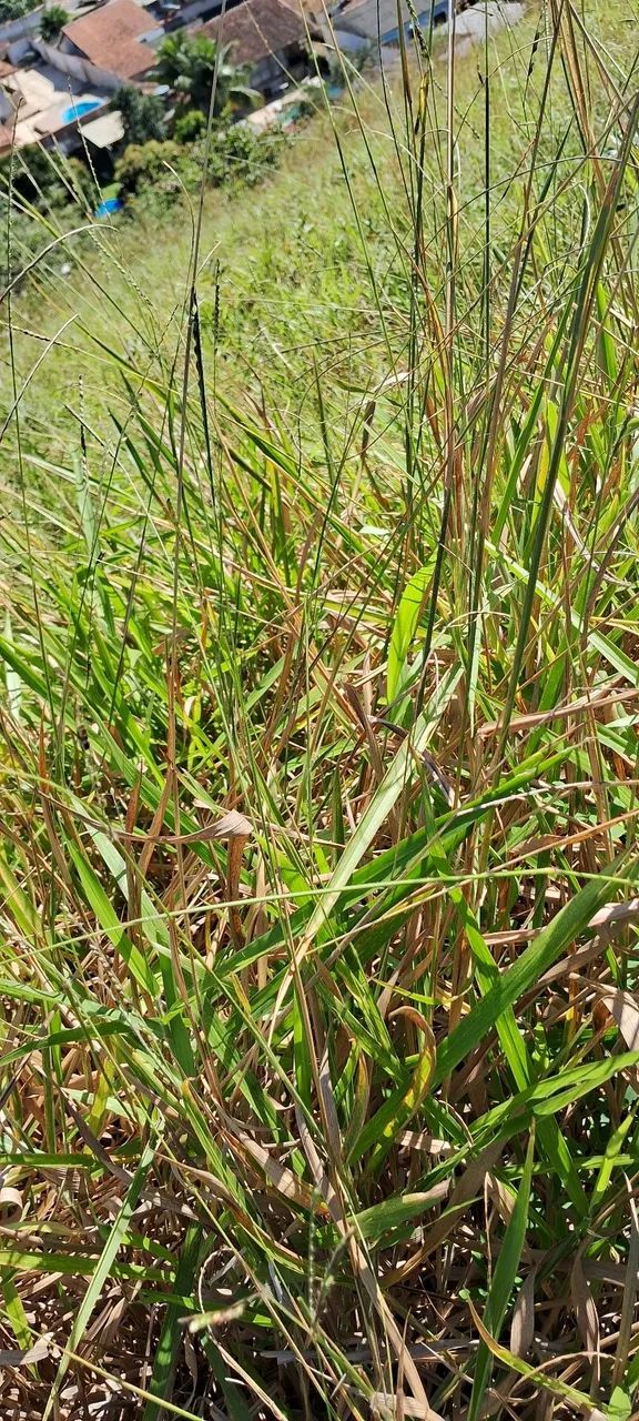 Terreno  - Foto 3