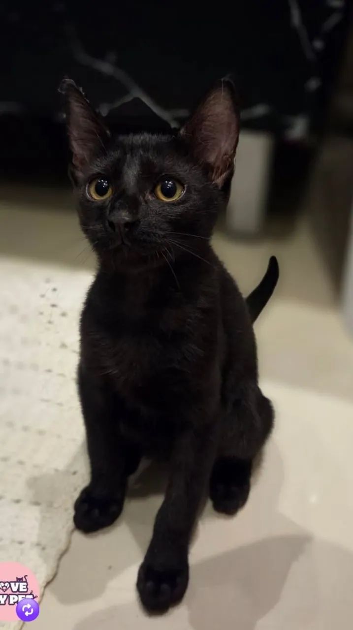 Gatinha Panterinha para Adoção Responsável 