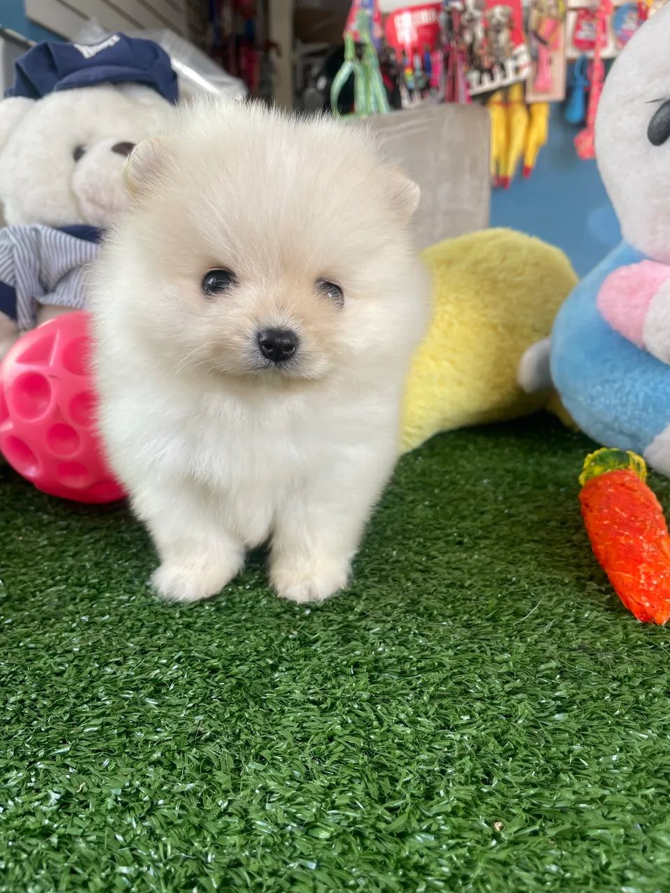 Spitz alemão macho ursinho com procedência !!$2.200,00 - Foto 2