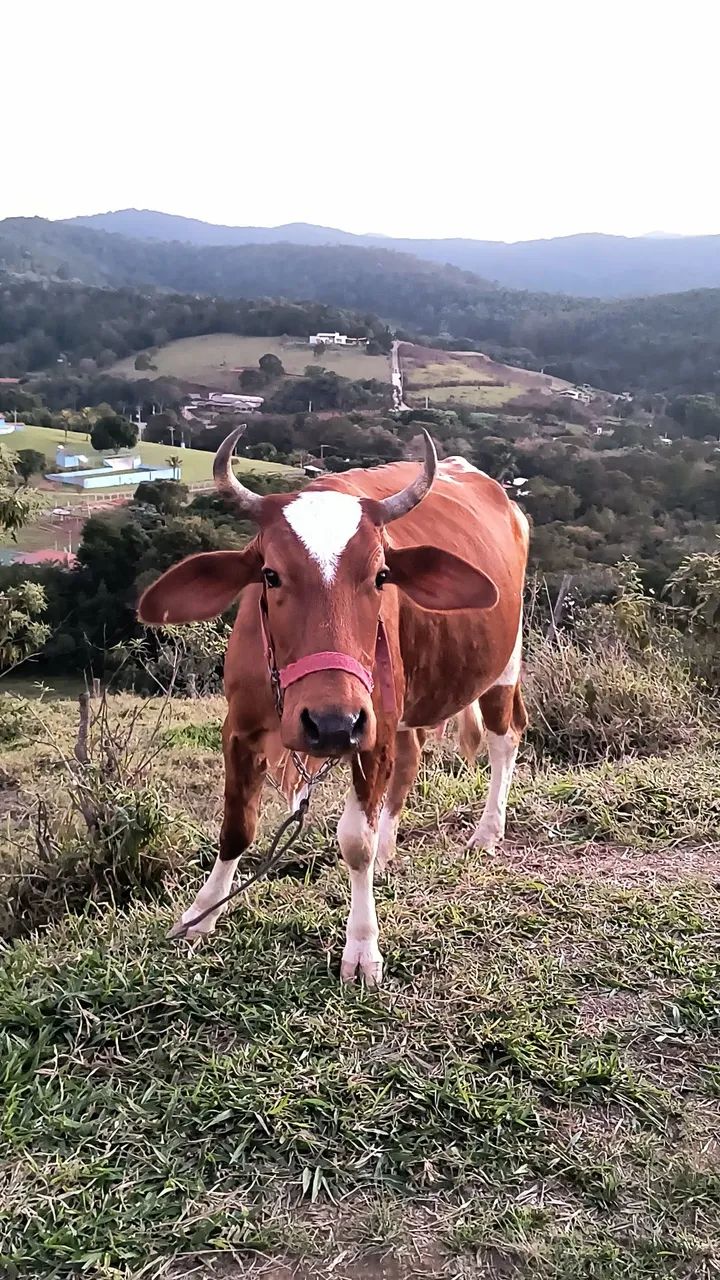 Vaca prenha - Foto 2