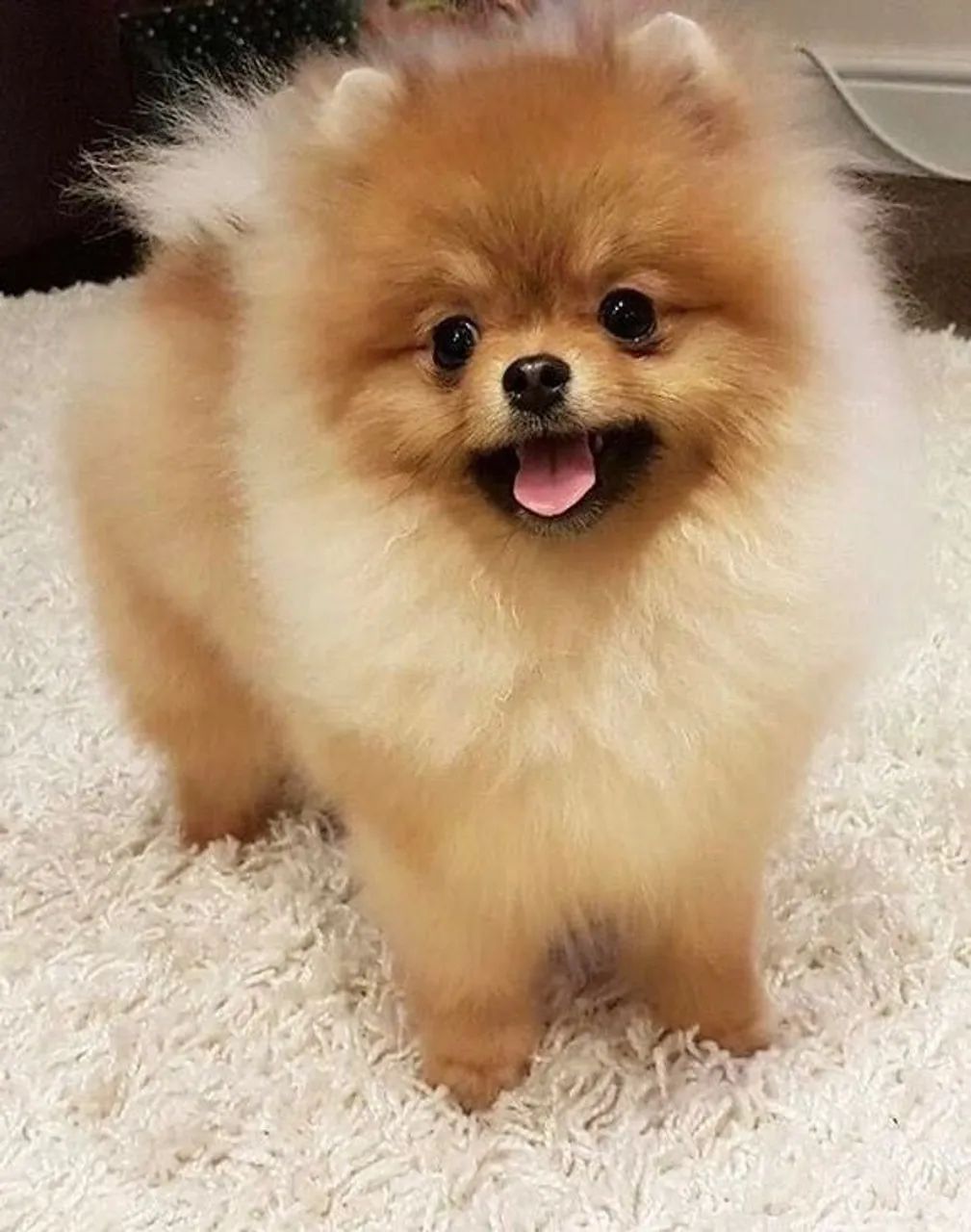 Spitz Alemão lindo e saudável - Foto 2