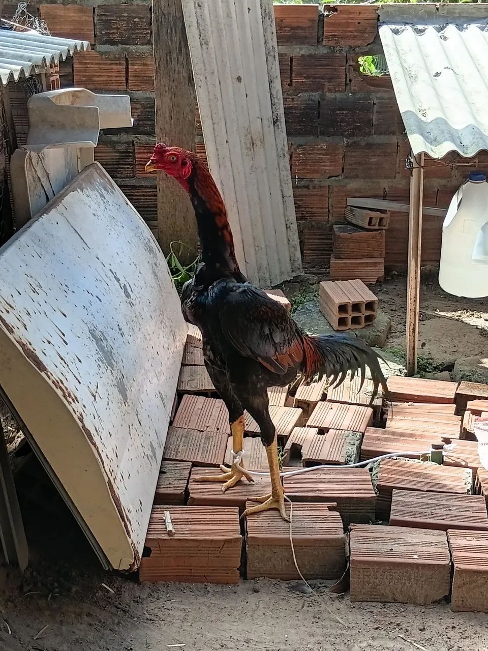 Frango 