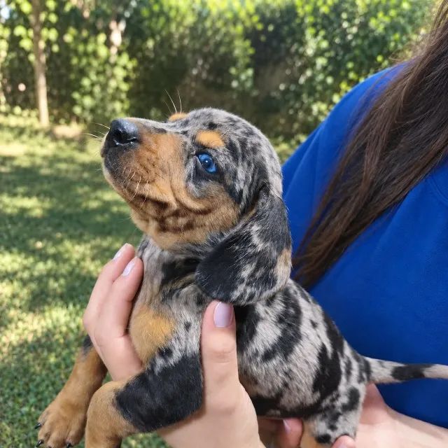 Dachshund