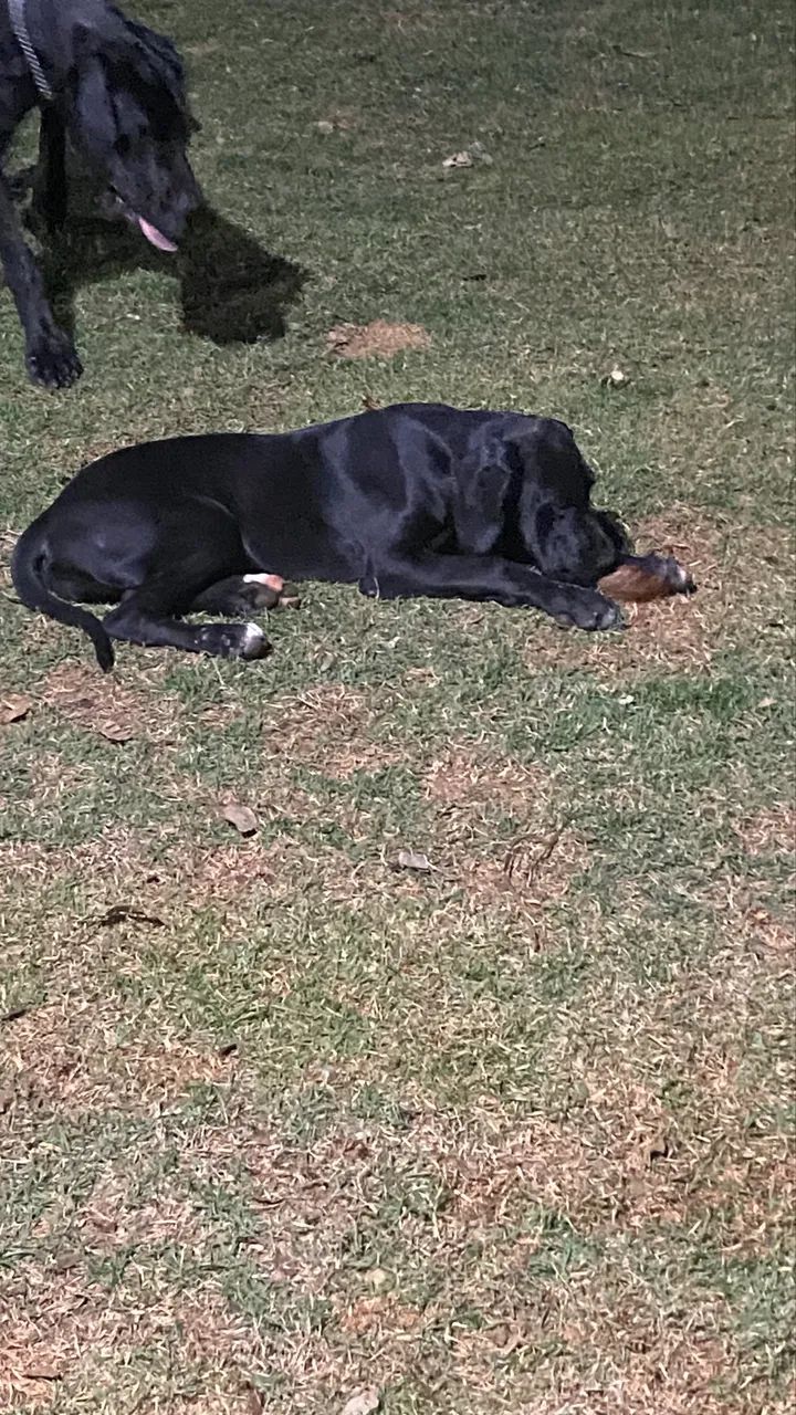 Filhote Dogue alemão fêmea  - Foto 2