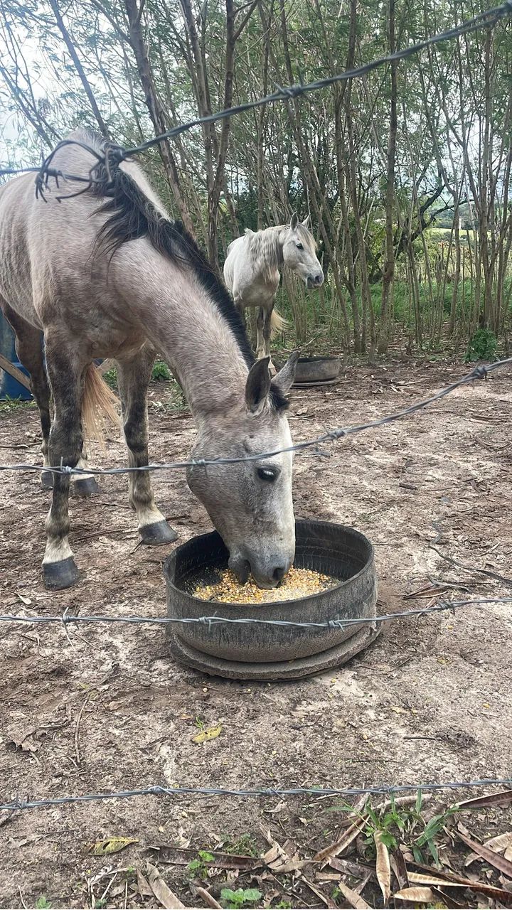 Cavalo a venda  - Foto 2