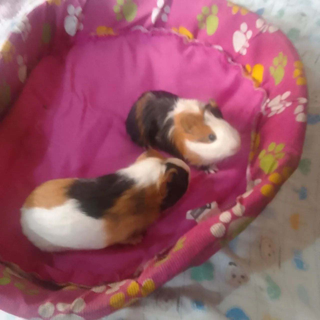 Filhotes  de  porquinhos  da india já estão  com  um  mês de vida 20  rs cada