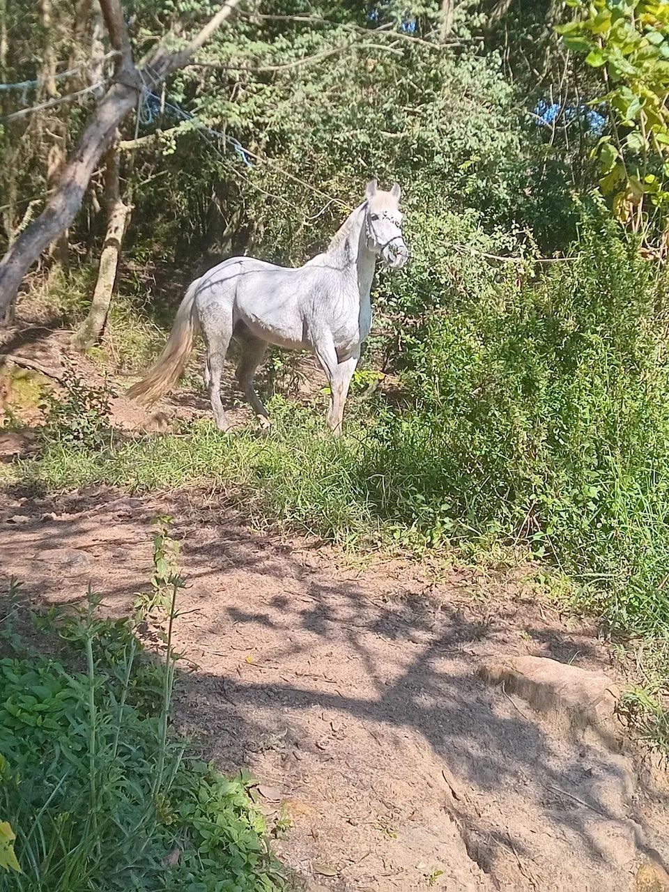 Cavalo crioulo - Foto 5