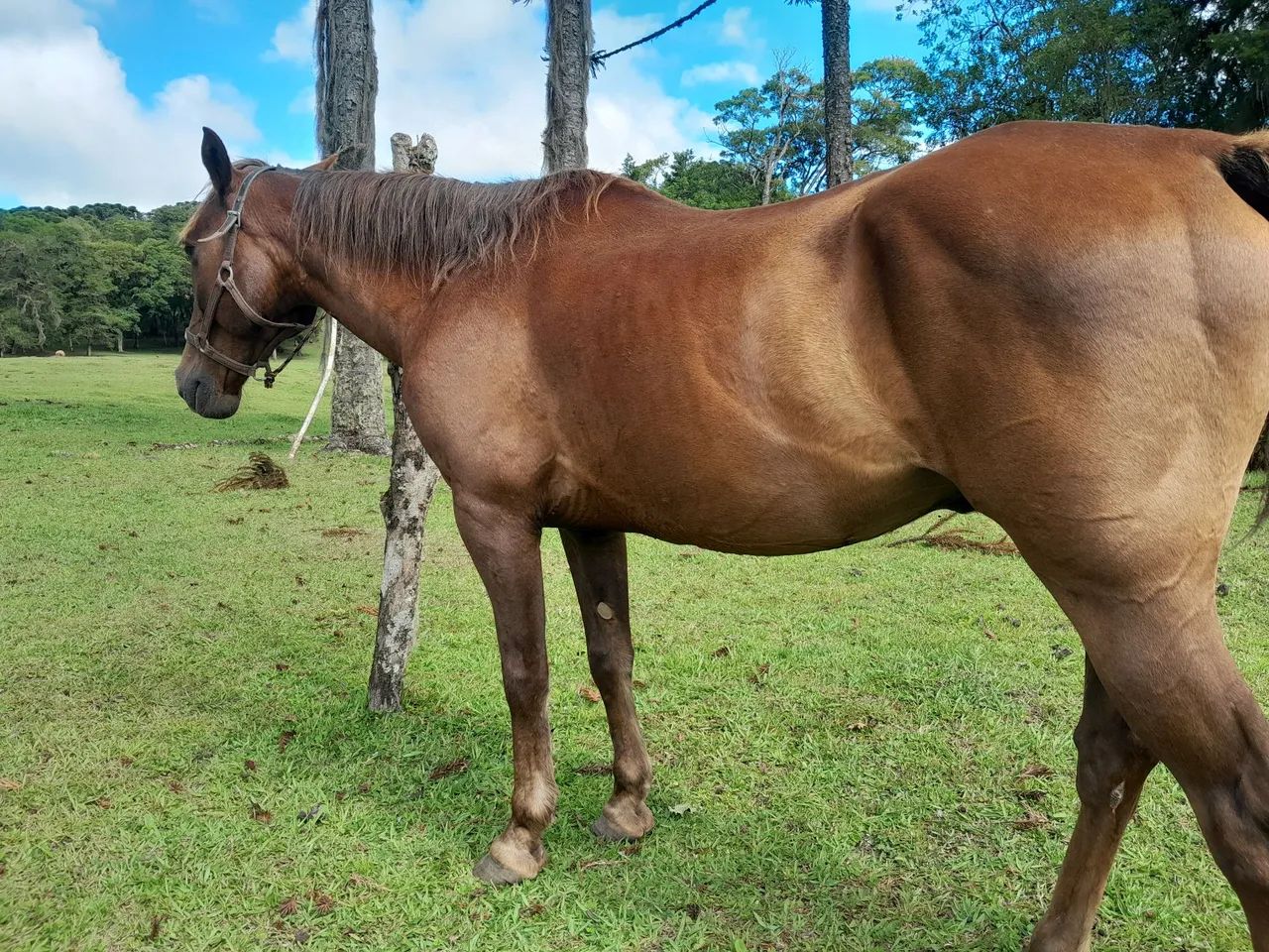 Cavalo quarto de milha  - Foto 3