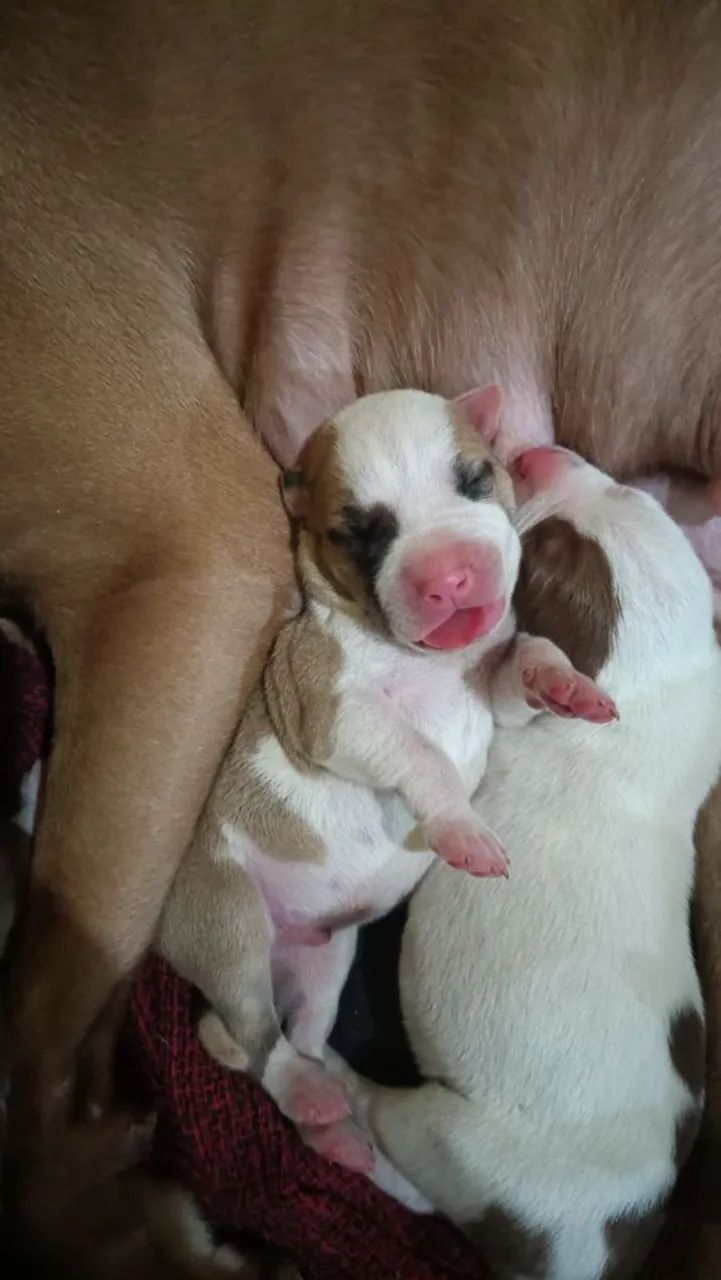 Pitbull  - Foto 2