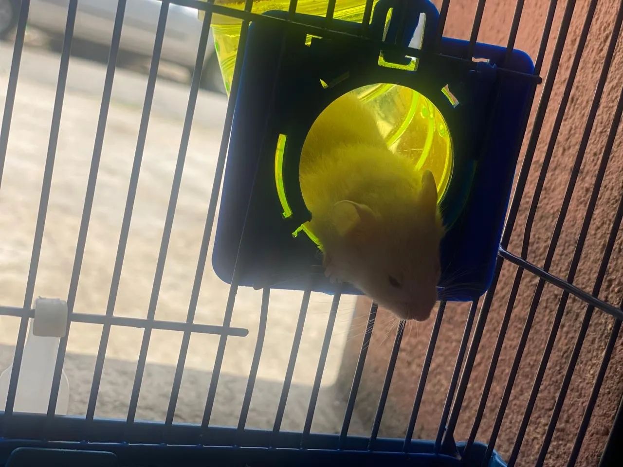 Vende-se hamster sírio  - Foto 3