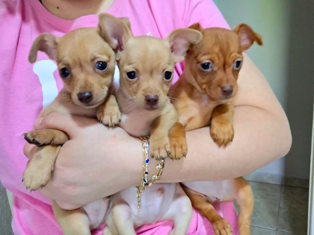 FILHOTES PINSCHER - Foto 3