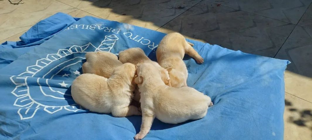 Filhotes de Labrador - Foto 5