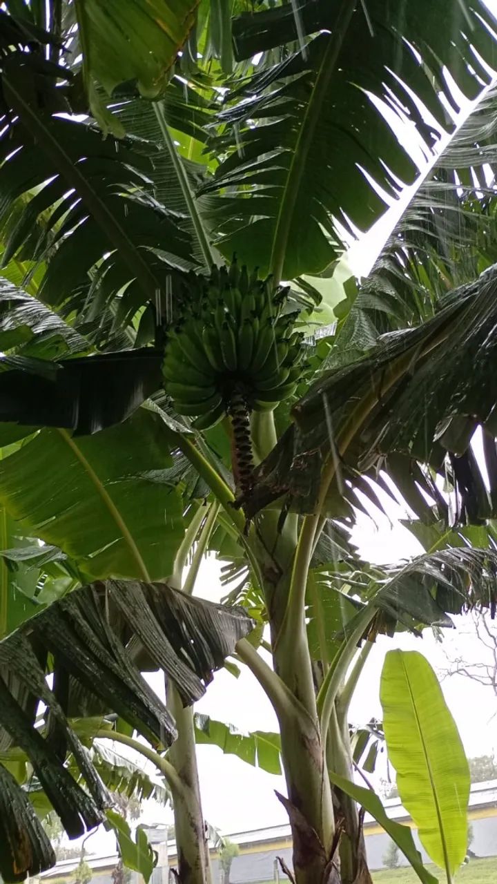 Mudas de Banana Prata