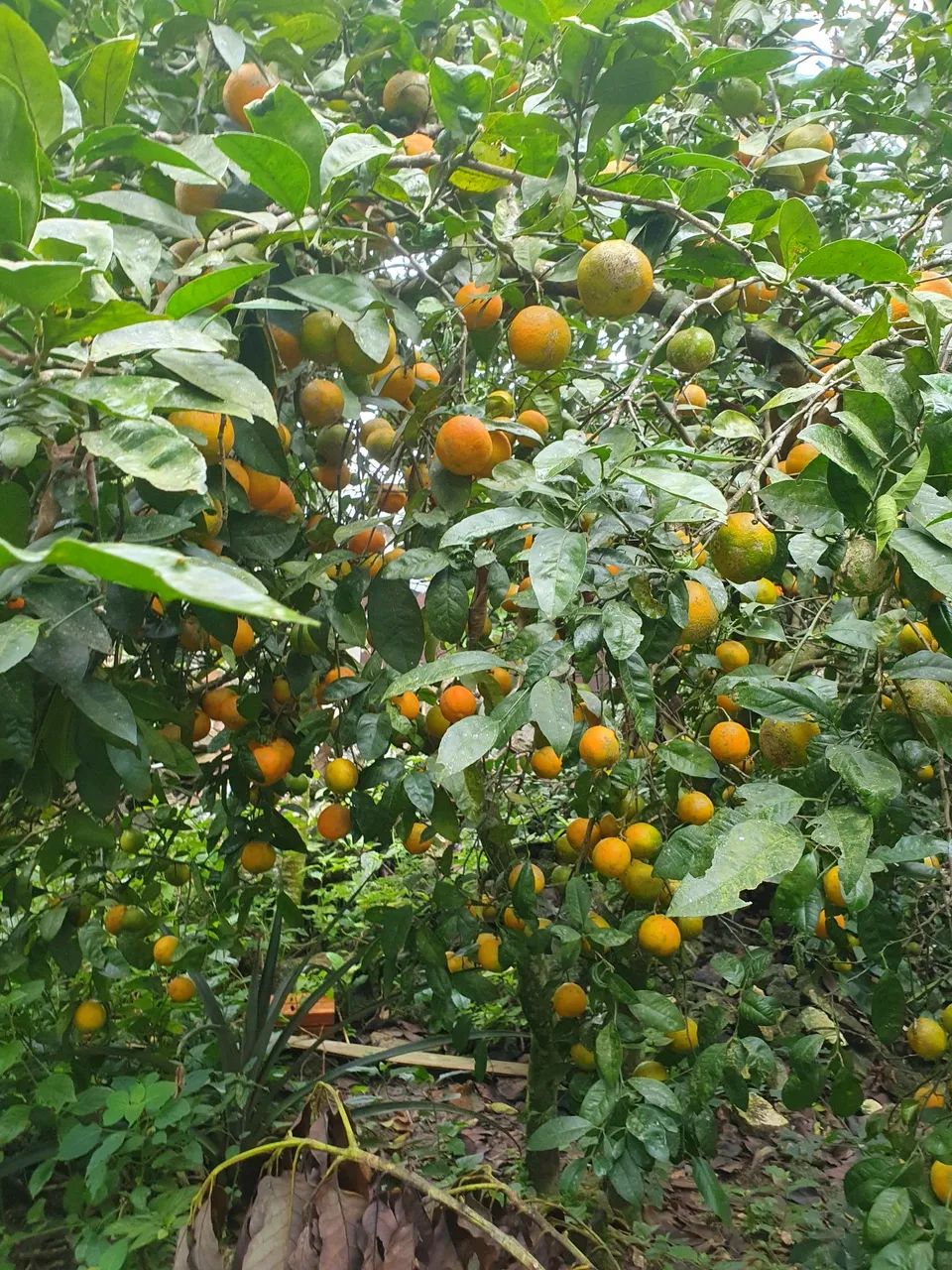 Chacara no Jaceguava - SP