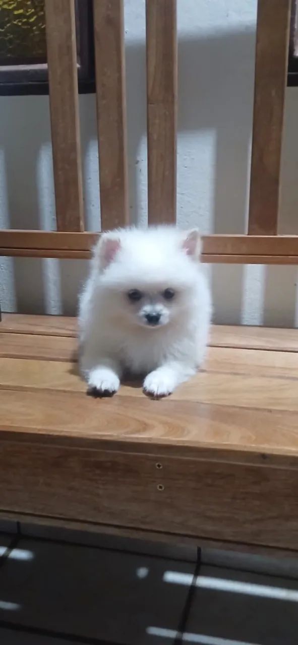 Spitz Alemão 