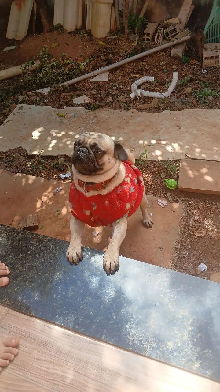Pug para cruza 