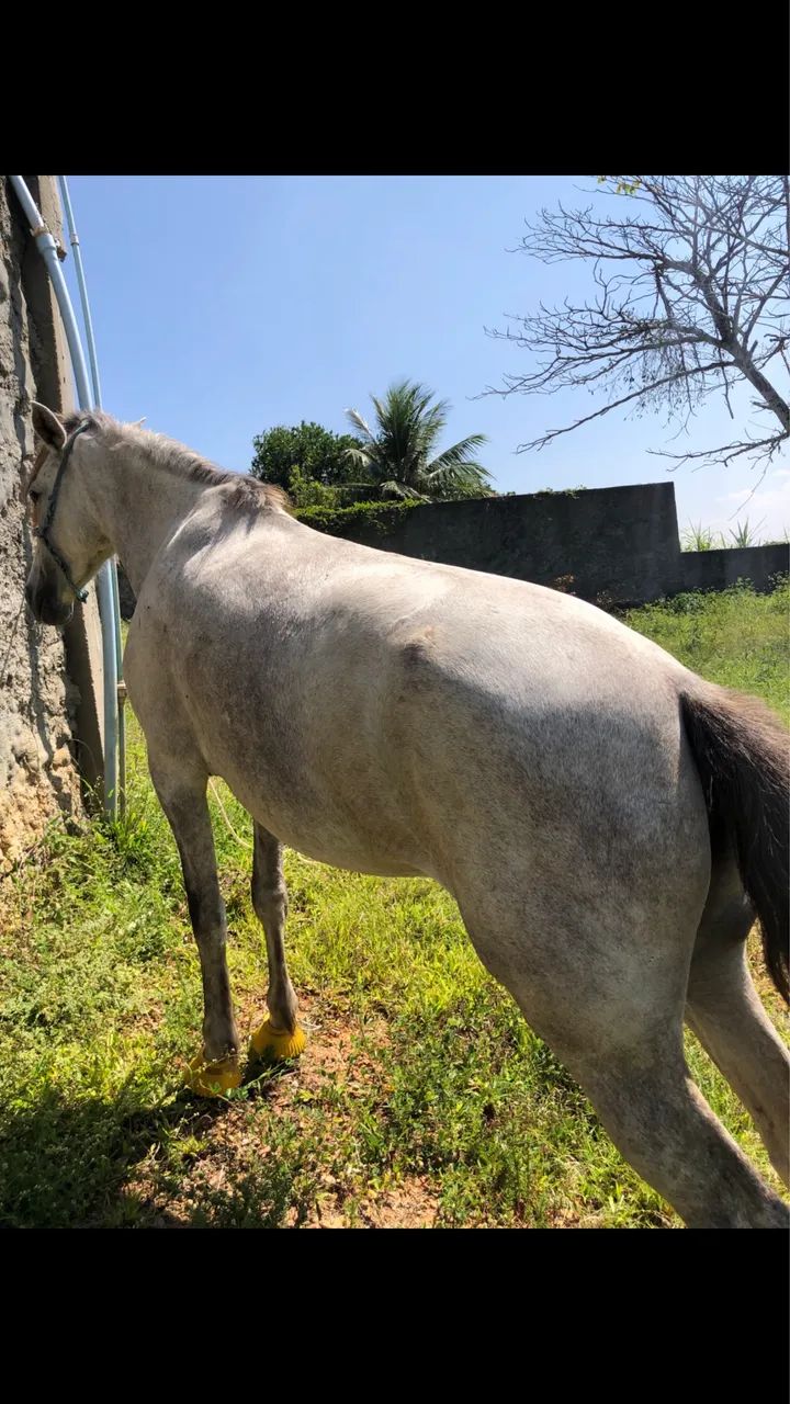 Vendo cavalo 