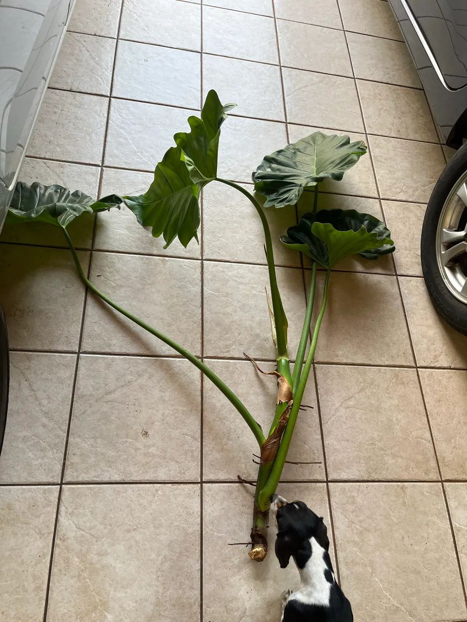Muda de planta Orelha de Elefante  - Foto 2