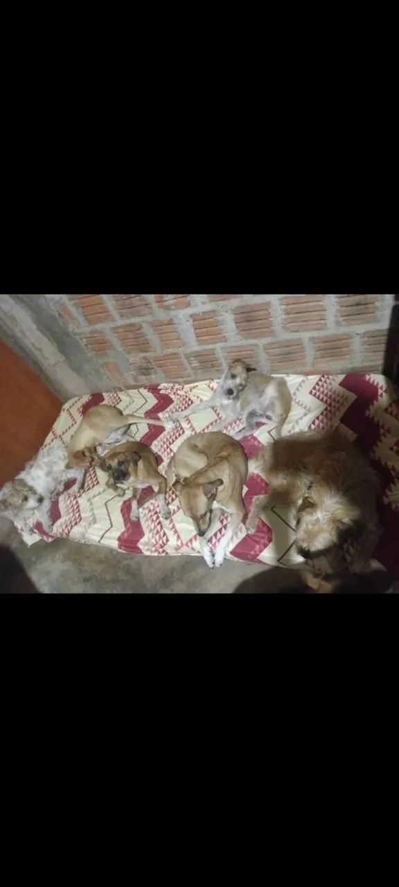 Doação de cães  - Foto 4