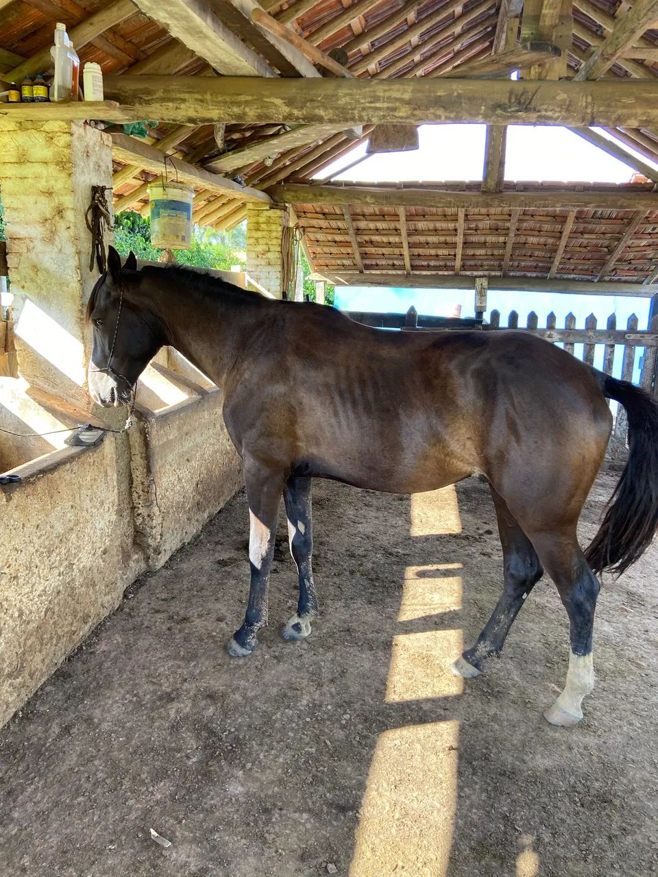 Potro QM - Foto 2