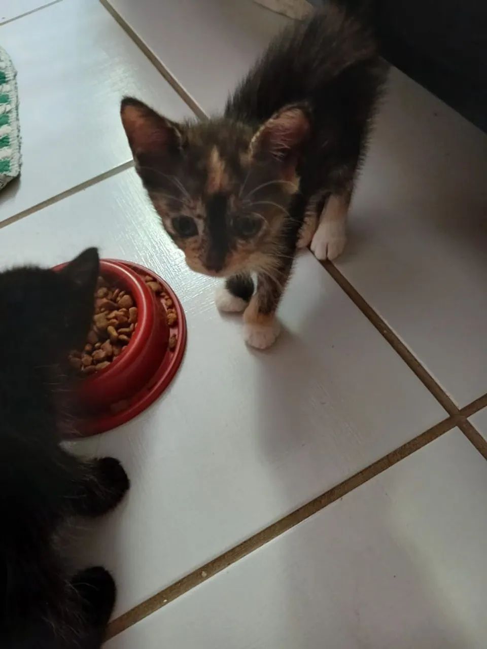 Doação de gatinhos - Foto 4