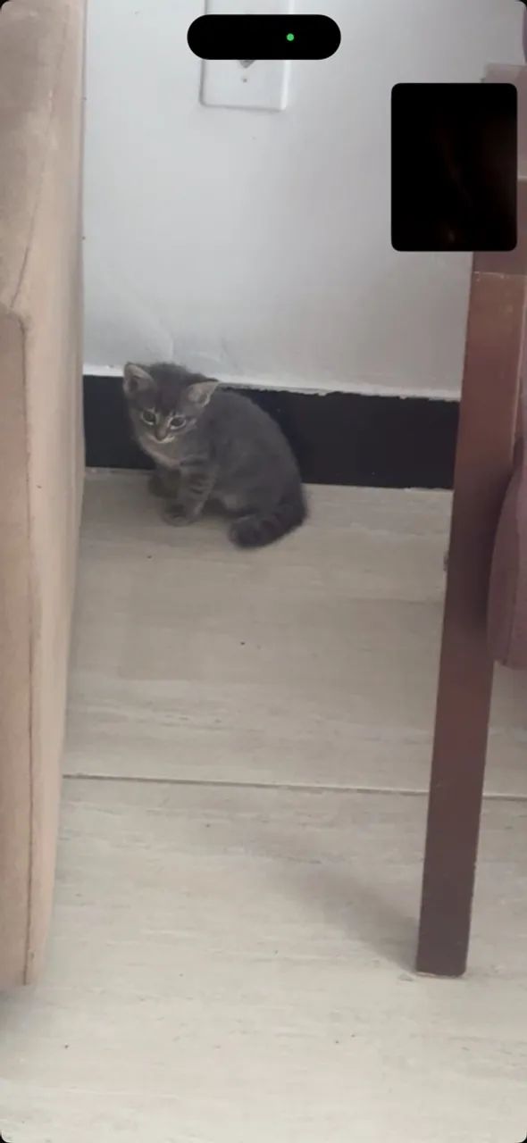 Doação de gatinhas  - Foto 4