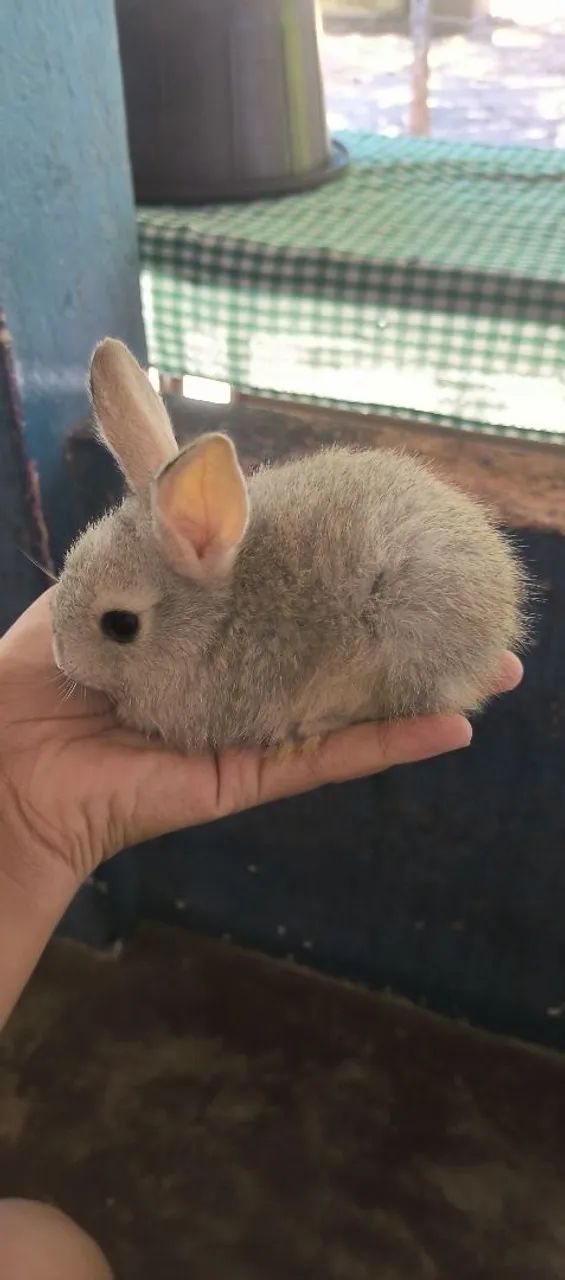Coelhos a venda  - Foto 4