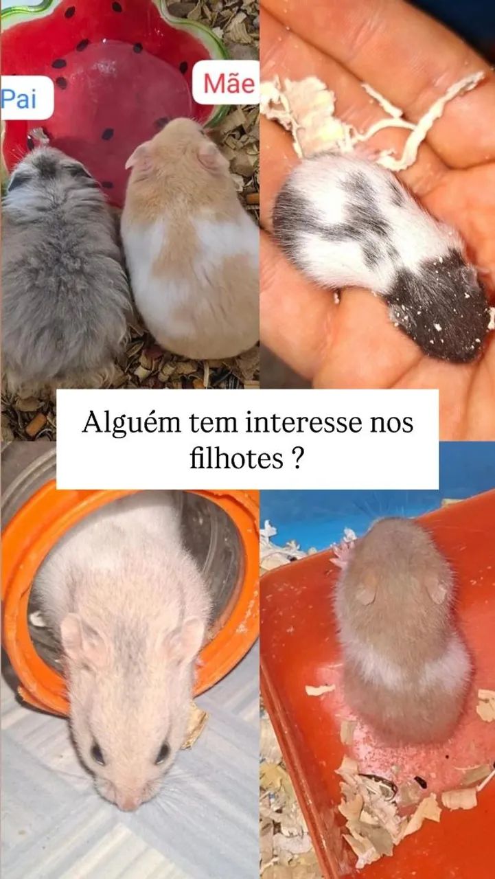 Hamster filhote