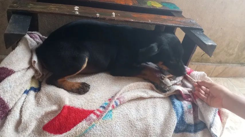 Cachorro perdido