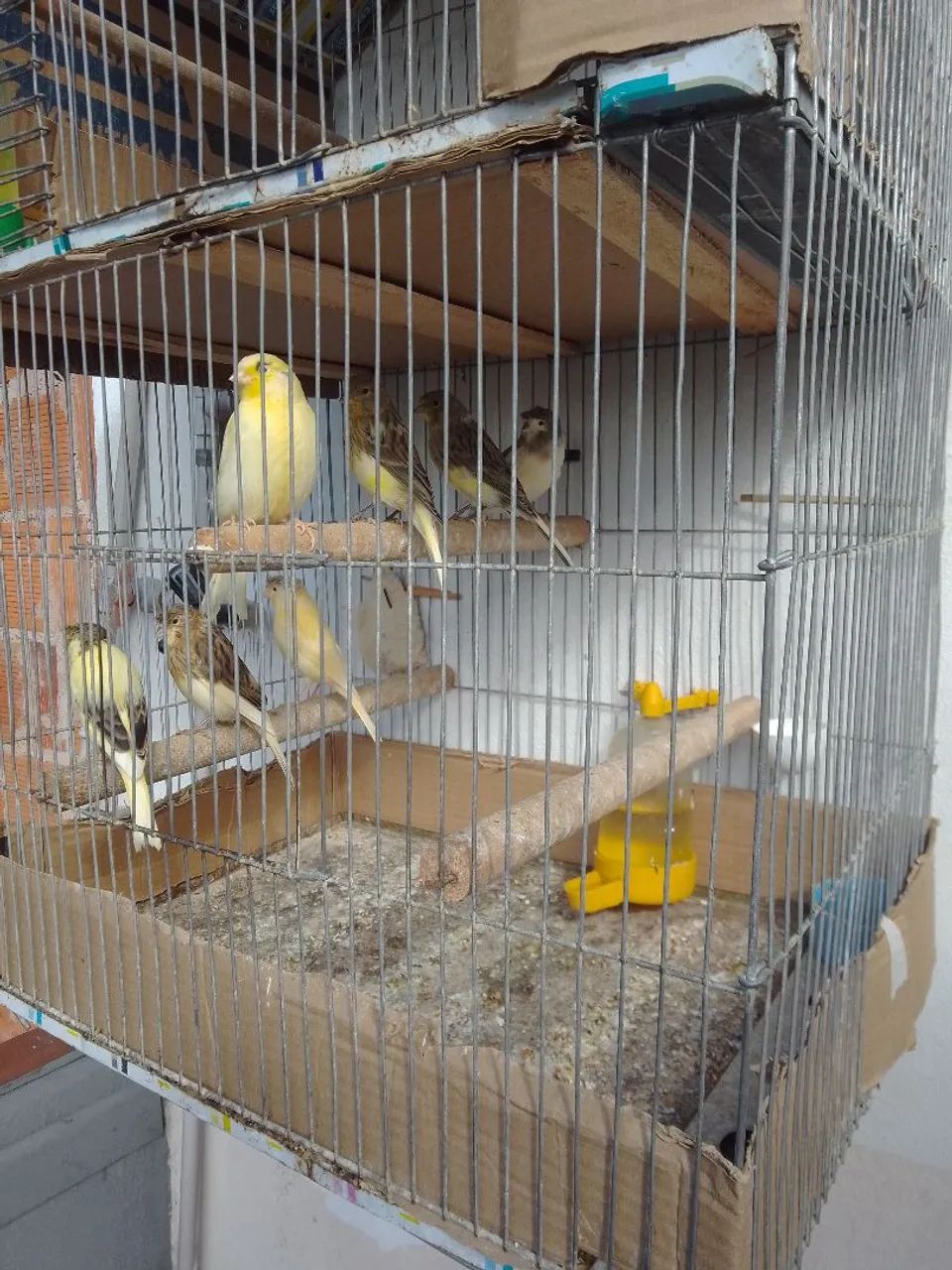 Deste ano viveiro fechado tatal 07.