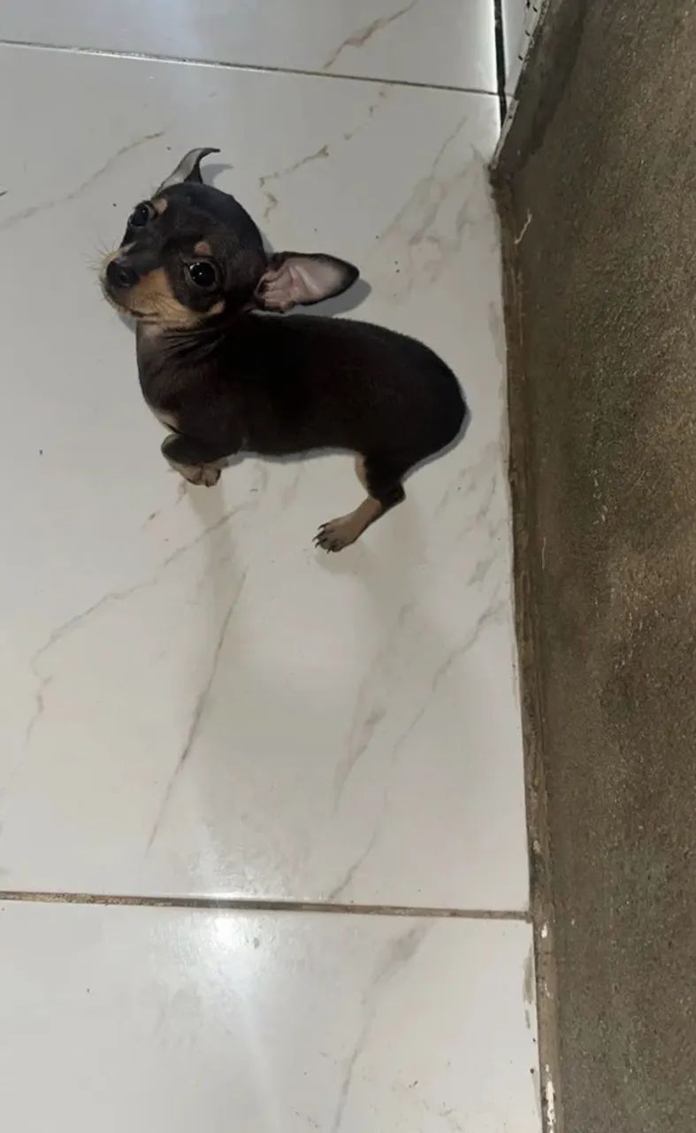 Pinscher 