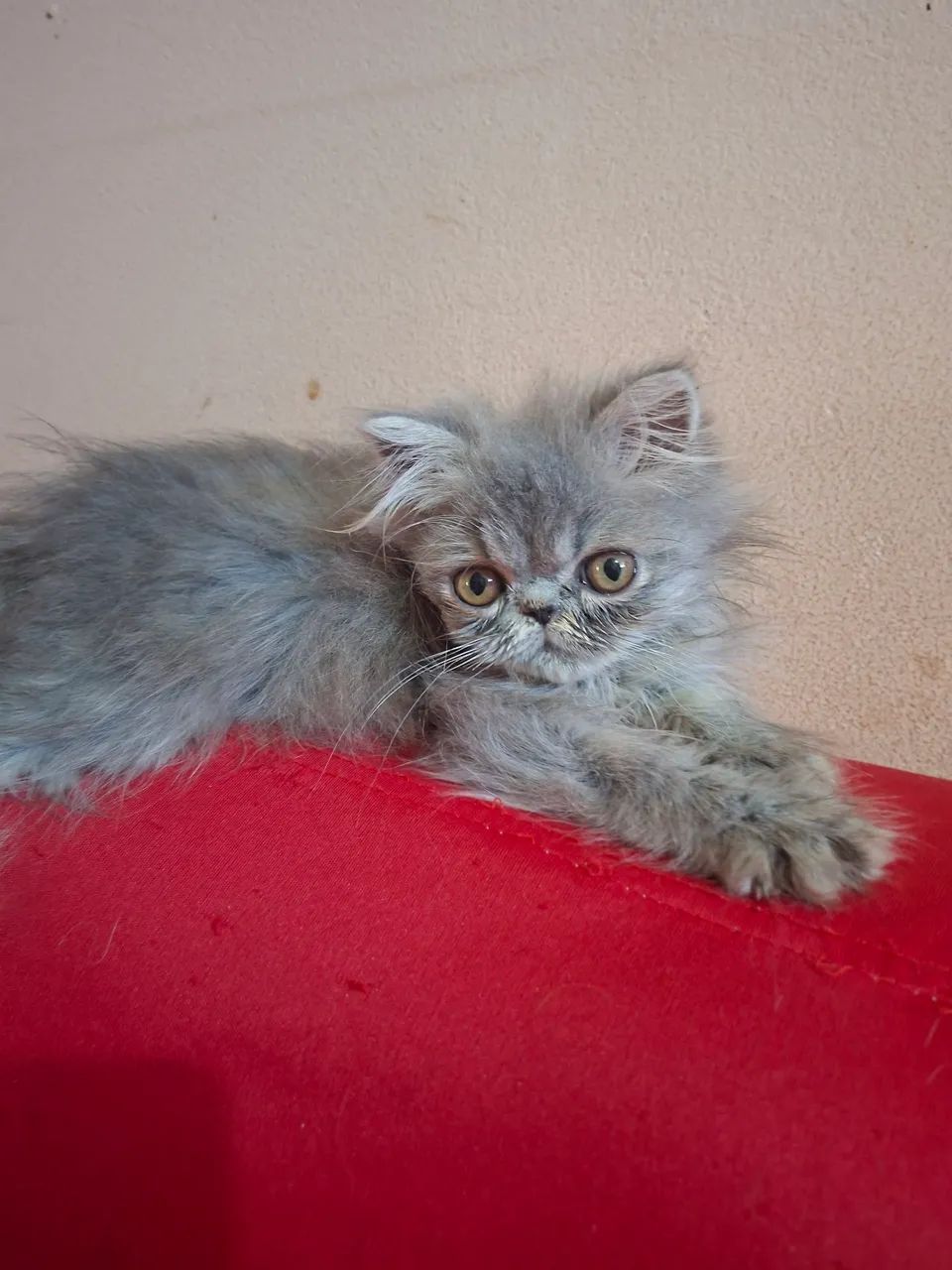 Vende-se filhote de gato persa macho pv  - Foto 4