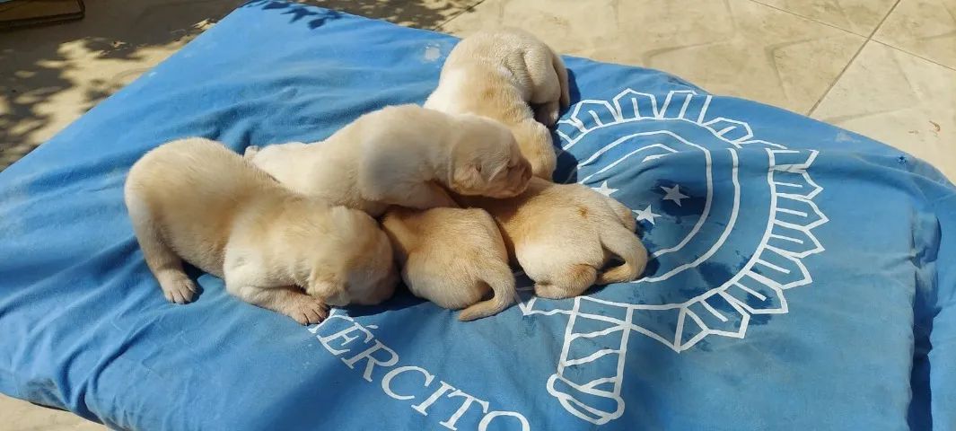 Filhotes de Labrador - Foto 2