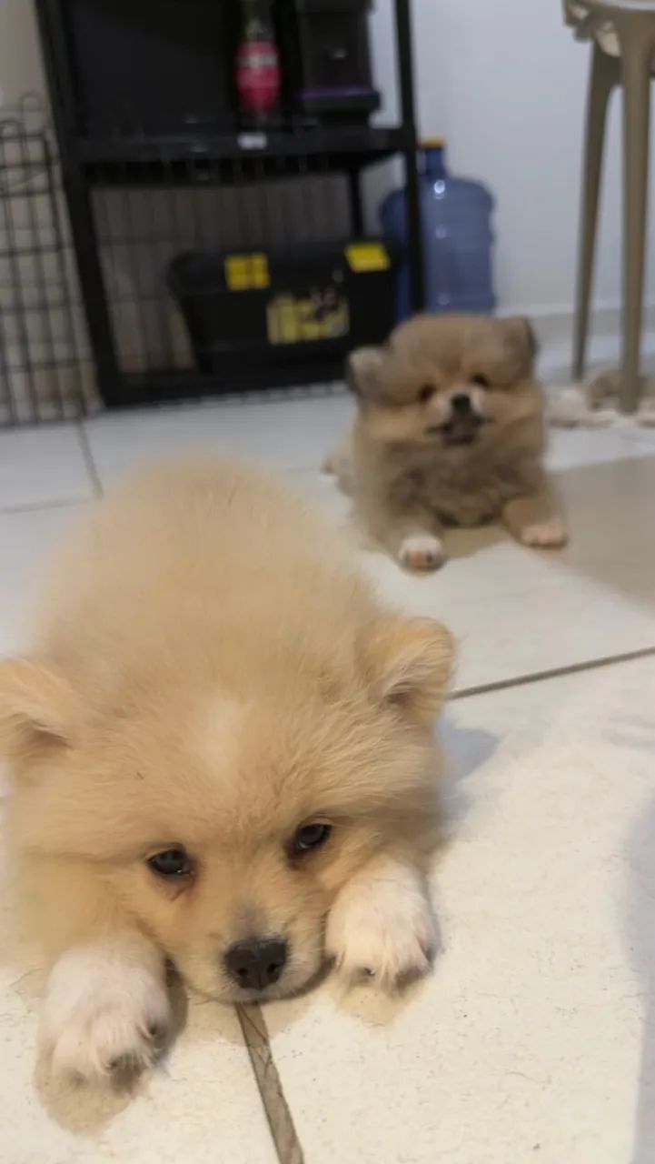 FILHOTES DE SPITZ ALEMÃO - Foto 4