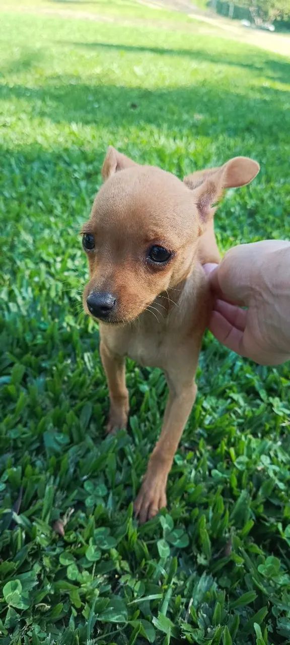 Pinscher fêmea zero - Foto 2