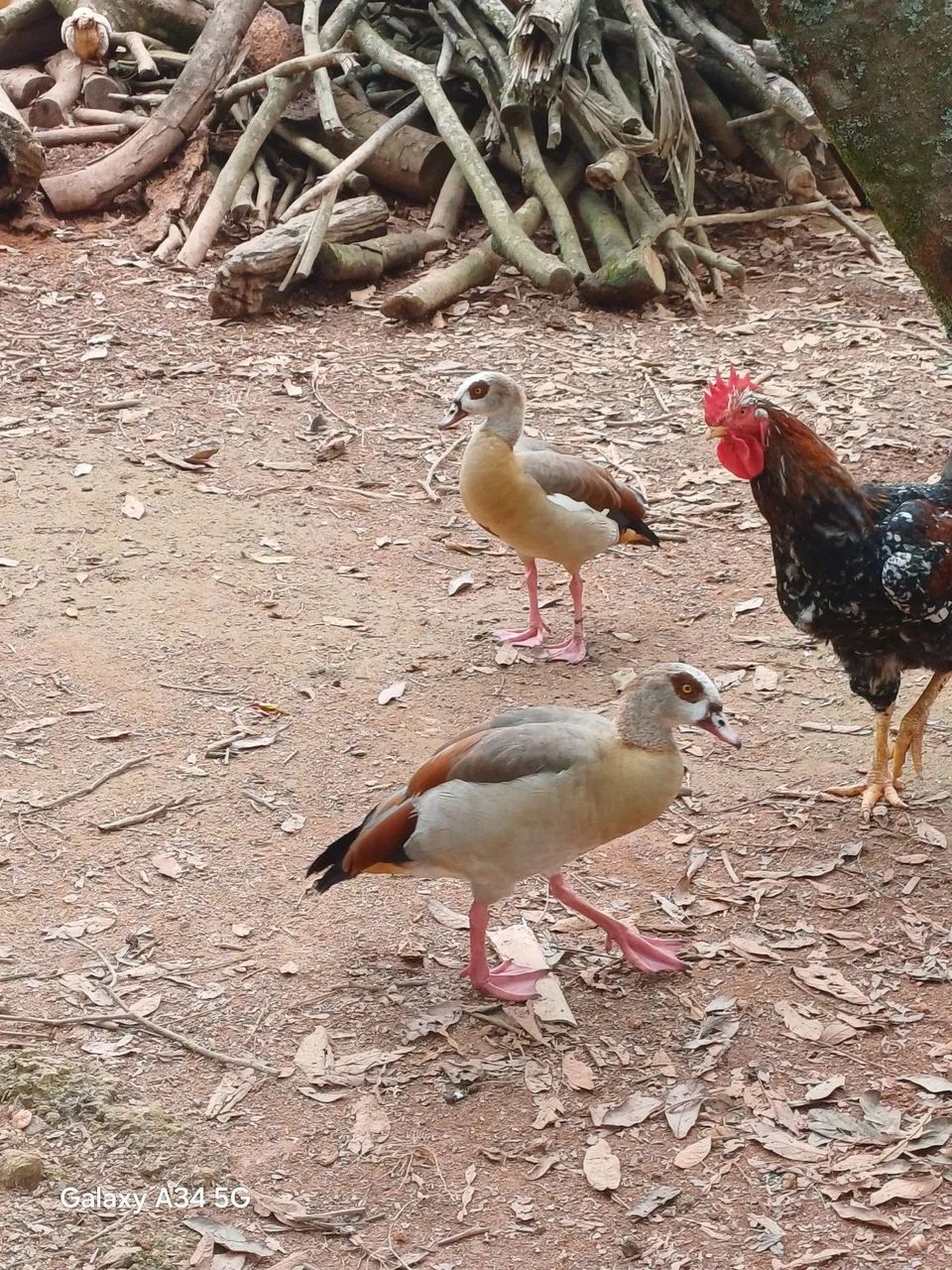 Casal ganso do Egito 