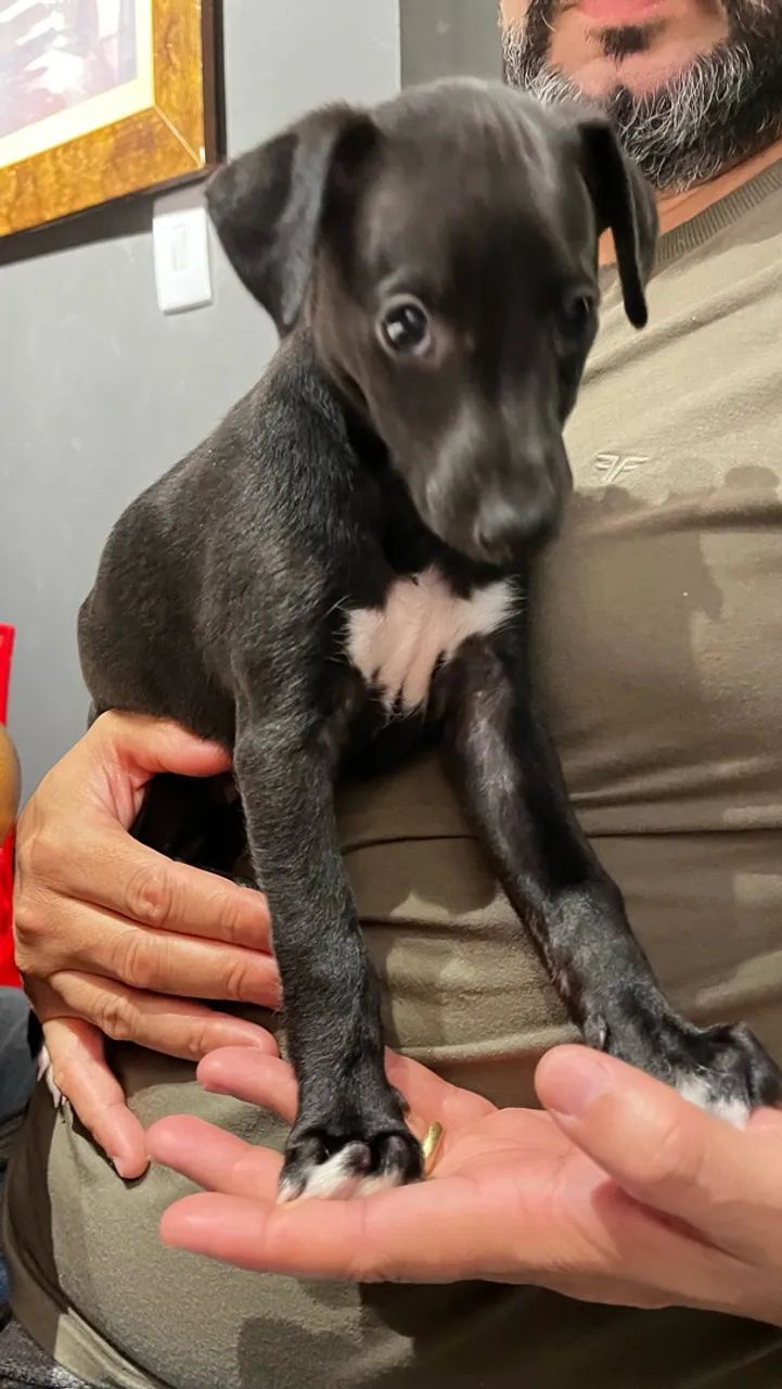 Lindo WHIPPET machinho!!! - Foto 4