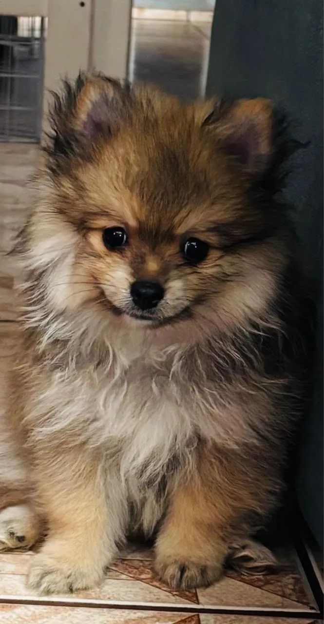 Filhote de Spitz