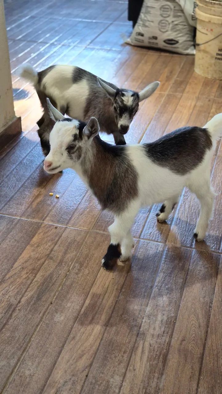Machinhos de mini cabra  - Foto 2