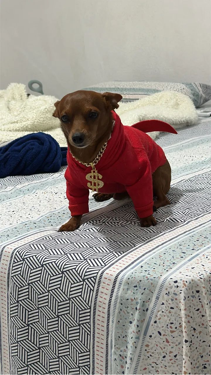 Cachorro - Foto 3