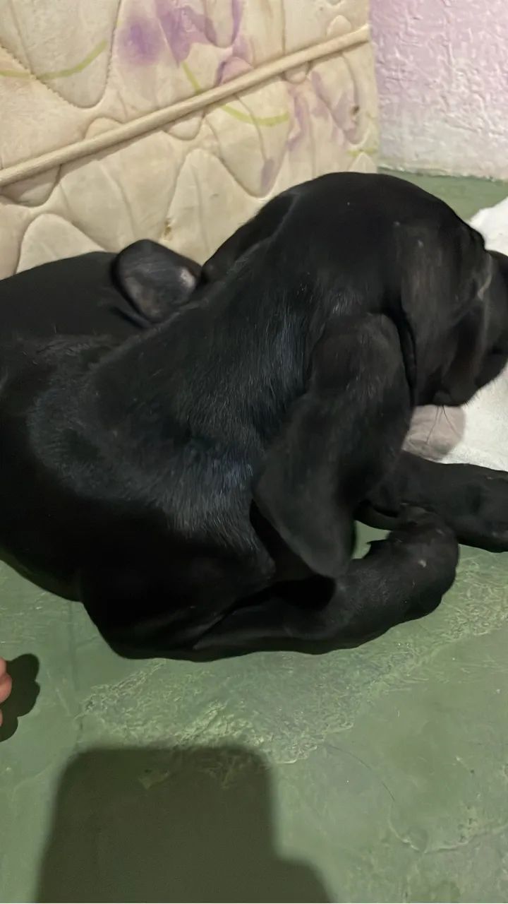 Cane Corso - Foto 4