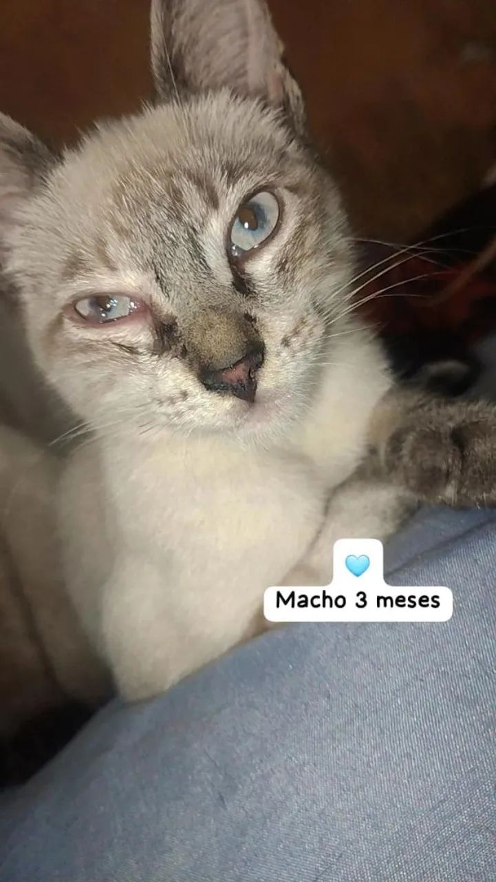 Doação de filhotes de gato - Foto 5