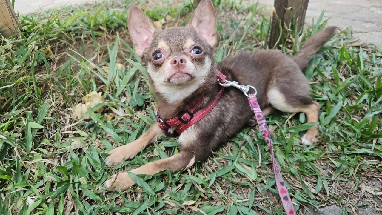 Chihuahua  - Foto 5