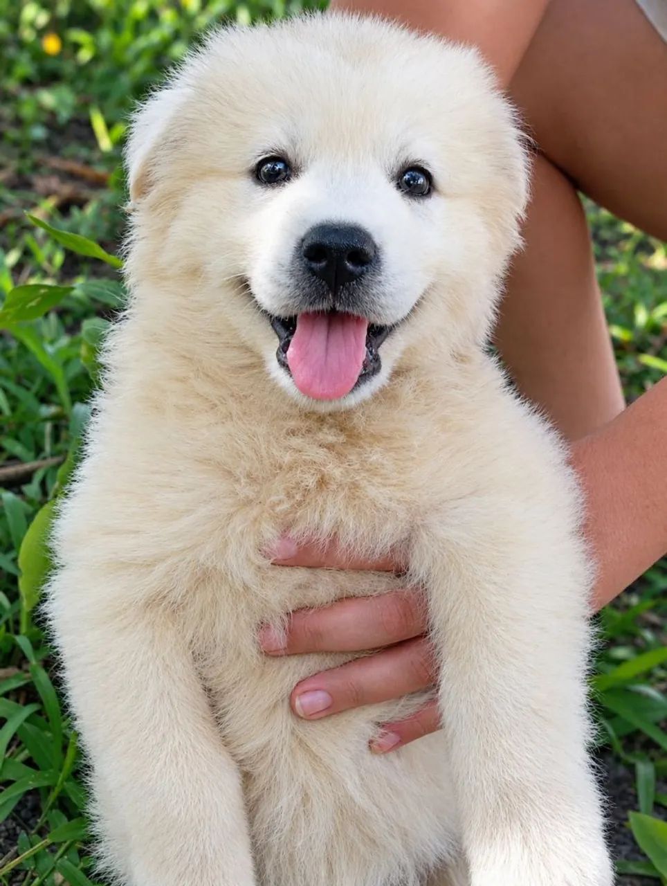Husky Siberiano - filhotes machos  - Foto 2