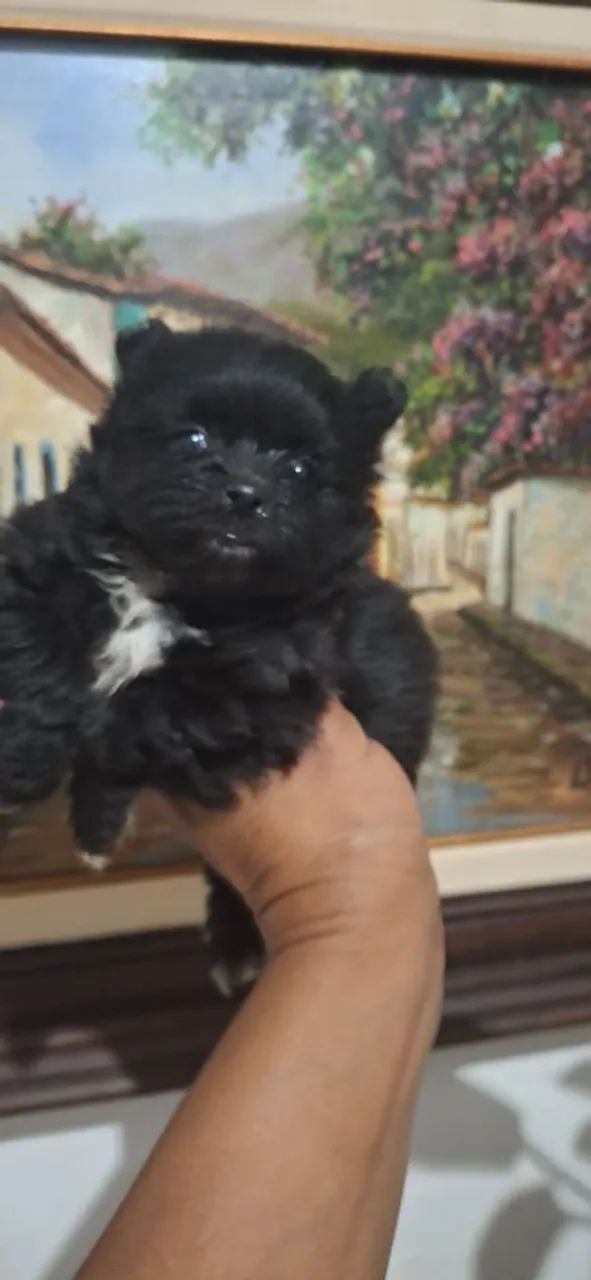Lulu blek tan anão  - Foto 4