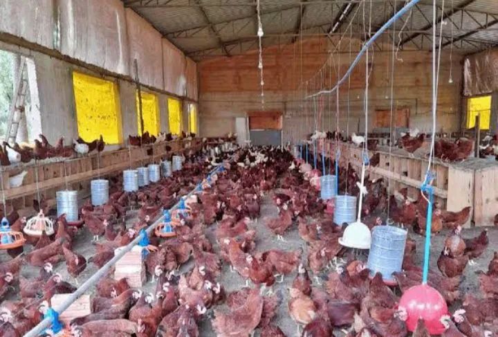 Esterco de galinha e frango bem curtido e seco  - Foto 2